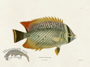 Werner Fish 003